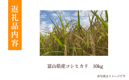 【先行予約】令和6年産 富山県産 コシヒカリ 10kg 吉笑米 10月中旬以降順次発送 |  富山県 氷見市 こしひかり 米 R６ 白米 予約 新米 精米 コシヒカリ こしひかり コシヒカリ こしひか