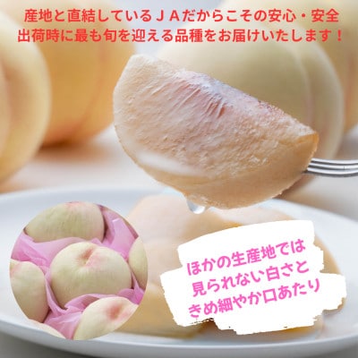 ご家庭用　おかやまの桃　大玉3玉　約900g【配送不可地域：離島・沖縄県】