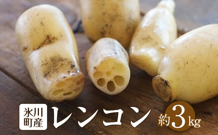 レンコン 約3kg 熊本県氷川町産 《11月下旬-3月末頃出荷》道の駅竜北