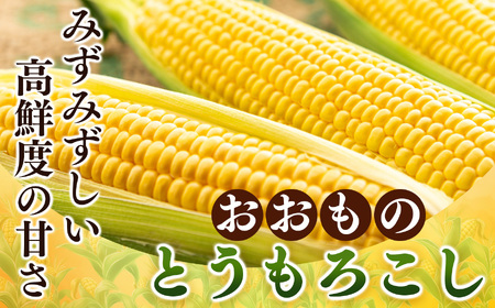 【奈良県産】太陽の微笑み とうもろこし約4kg | 野菜 やさい ヤサイ ベジタブル とうもろこし トウモロコシ 奈良県 五條市 スイートコーン 人気 朝採り 産地直送 甘い 送料無料 期間限定 コー