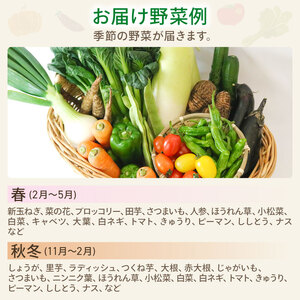 新鮮 野菜セット ( 7～8品 ) 季節の野菜