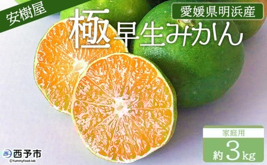＜安樹屋 愛媛県明浜産 極早生みかん 約3kg（家庭用）＞ 柑橘 みかん ミカン 蜜柑 果物 くだもの フルーツ ごくわせ 3キロ 産地直送 安樹屋 愛媛県 西予市【常温】『2025年9月中旬～10月中旬に順次出荷予定』