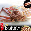 【ふるさと納税】 【魚倉】 タグ付き 生 松葉ガニ （500g） ズワイガニ 松葉蟹 カニ かに かにしゃぶ 【11月から3月発送予定】