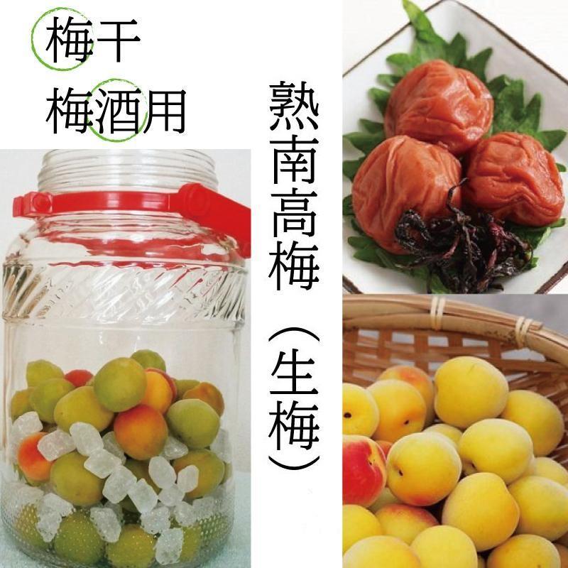 ［梅干・梅酒用］（3Lまたは2L－10Kg）熟南高梅＜2027年6月上旬～7月中旬発送予定＞フルーツ 果物 くだもの 食品 人気 おすすめ 送料無料［ART05］XL05