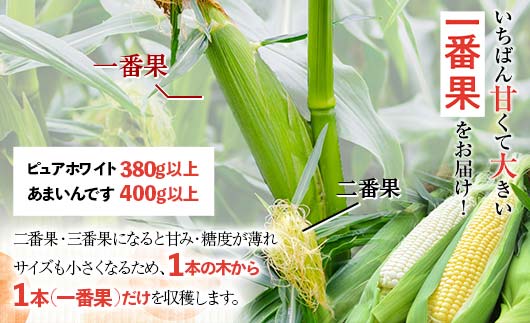 北海道産 とうもろこし令和8年発送 あまいんです6本 朝採れ 一番果 産地直送 数量限定 期間限定