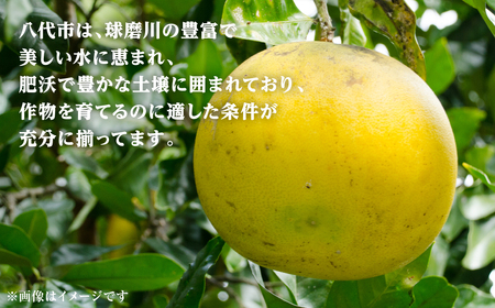 【先行予約】ファーストクイーン 2玉 サラダ感覚 熊本県 八代市産 みかん ザボン 文旦 【2026年10月下旬より順次発送】