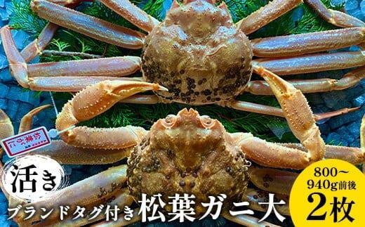 105.【活き】ブランドタグ付き松葉ガニ 大　800～940g前後 2枚 ※2025年11月上旬～2026年3月上旬頃に順次発送予定【松葉ガニ 松葉蟹 蟹 かに 甲殻類 ズワイガニ 鳥取県 北栄町 おすすめ 人気 送料無料】