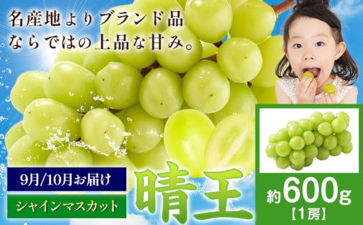 【先行予約】ぶどう シャインマスカット 晴王 600g マスカット岡山《9月上旬-11月中旬頃出荷》岡山県 浅口市 送料無料 フルーツ 果物 マスカット お取り寄せフルーツ【配送不可地域あり】