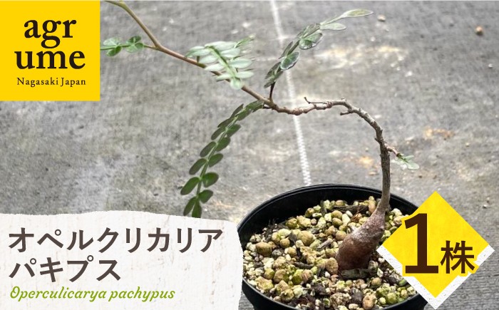 
                  Operculicarya pachypus オペルクリカリア パキプス １株 長与町/アグリューム [EAI161]
                