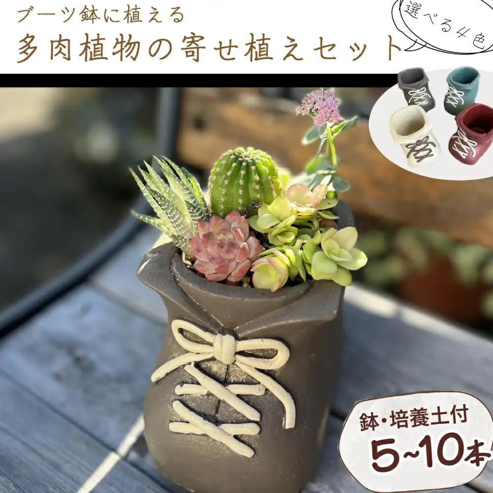 多肉植物の寄せ植えセット5本～10本