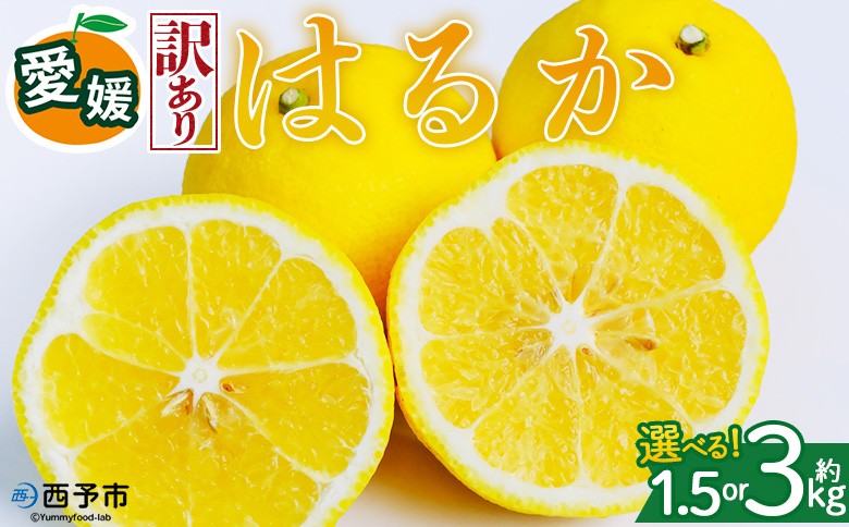 
                  ＜【訳あり】愛媛県産 はるか 約1.5kg／3kg＞『2027年2月中旬～3月上旬迄順次発送予定』 選べる 容量 内容量 わけあり ハルカ 産地直送 みかん 蜜柑 訳あり 果物 くだもの フルーツ ミカン 果汁 国産 特産品 株式会社三代目みかん職人 愛媛 西予市【常温】
                