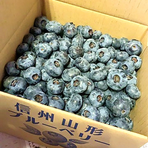 3901 信州産 新鮮朝摘み 色んな種類の大粒生ブルーベリー 1kg