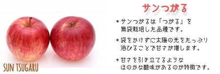 りんご サンつがる 家庭用 4.5kg 松橋りんご園 沖縄県への配送不可 2026年9月上旬頃から2026年9月中旬頃まで順次発送予定 令和8年度収穫分 フルーツ リンゴ 信州 長野県 飯綱町 [08