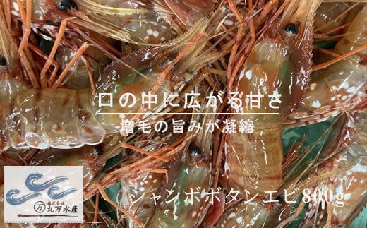 7-045-009　【北海道産】冷凍ジャンボボタンエビ800g（7尾～11尾）
