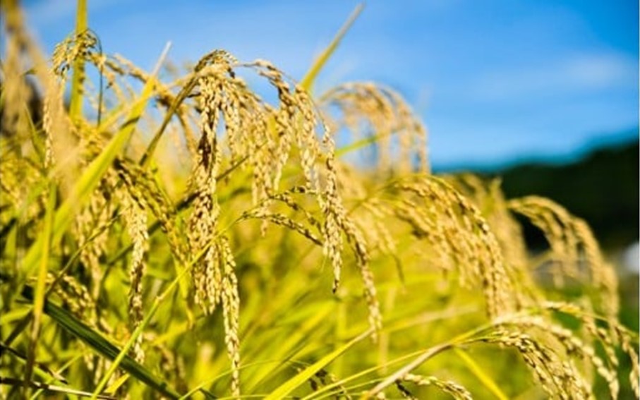 令和７年産・新米 南小国町産のお米あきげしき ４kg 南小国産 精米 玄米 米 白米 お米 ご飯 産地直送 SMO南小国 熊本 阿蘇 南小国町 送料無料