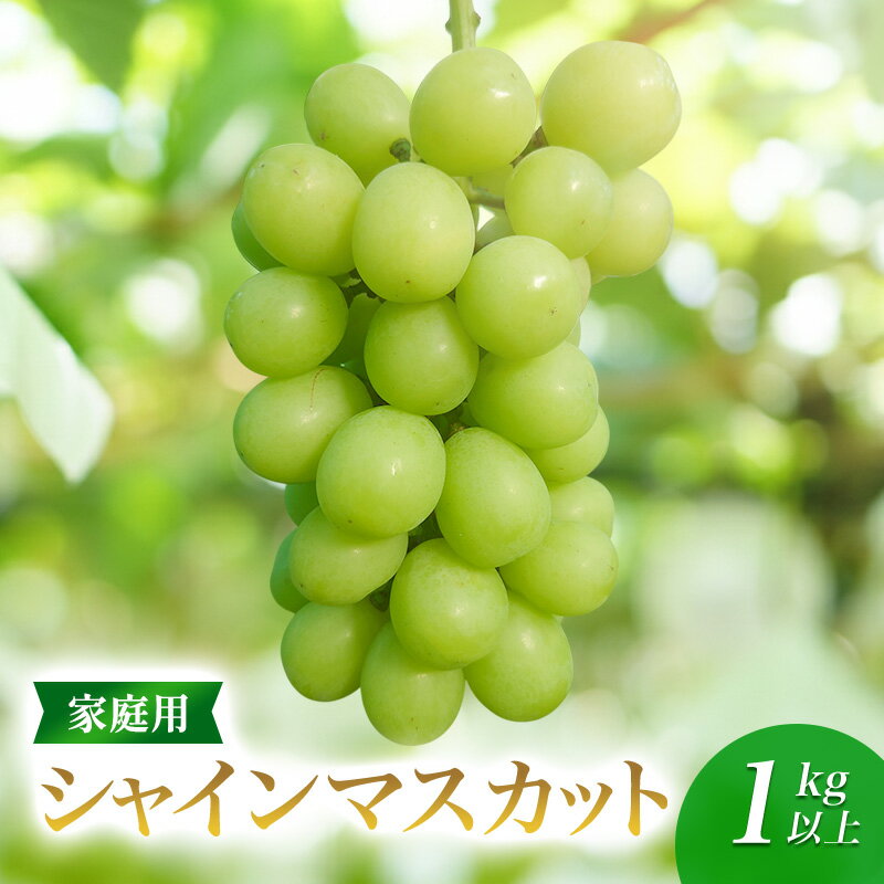 【ふるさと納税】2026年産家庭用シャインマスカット 選べる 1kg以上 2kg以上　種なし 果物 ぶどう 葡萄 マスカット フルーツ 長野県 駒ケ根市　お届け：2026年10月上旬～11月中旬