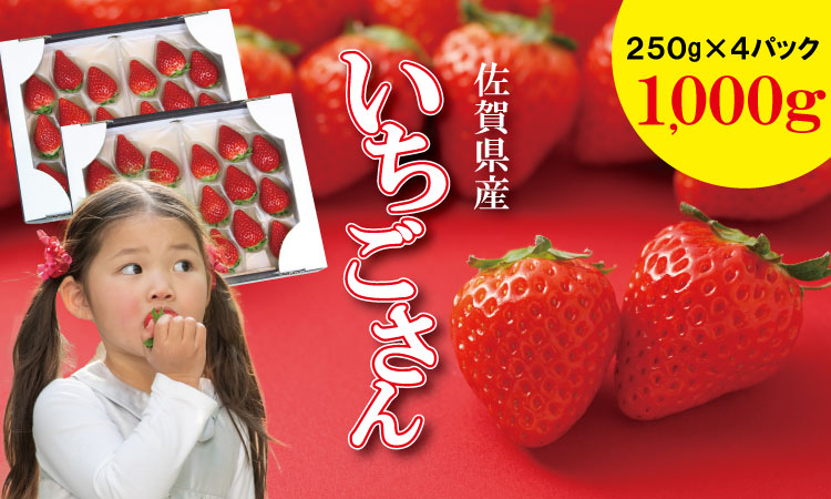 【先行予約（１月から順次出荷】 佐賀ブランド苺「いちごさん」合計1,000g（250g×4セット）凛々苺 いちご イチゴ  農家直送品 果物 くだもの フルーツ 人気 ランキング 高評価 送料無料