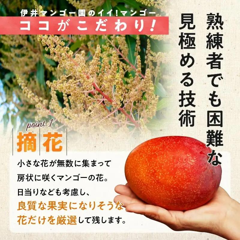 【 2027年先行予約 】伊井マンゴー園のイイ！マンゴー 約2キロ（4～5玉） C026-003 マンゴー 完熟マンゴー
