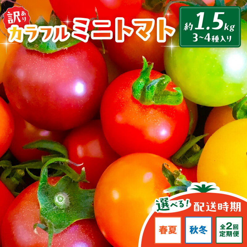 【ふるさと納税】【先行予約】訳あり 宝石のような輝き！カラフルミニトマト 約1.5kg（秋冬）（2026年10月上旬～発送）【2回定期便】（2026年5月下旬～発送） とまと みにとまと 甘い サラダ 色とりどり 生産者応援 農家応援 送料無料