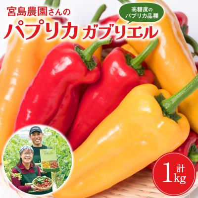 ふるさと納税 八代市 パプリカ ガブリエル 1kg 八代市産 宮島農園 野菜 新鮮野菜 緑黄色野菜_039-4620-D
