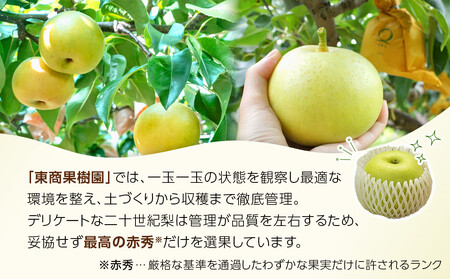 1263.【2026年度発送先行予約】数量限定　二十世紀梨　3kg