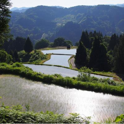 ふるさと納税 上越市 【毎月定期便】雪むろ棚田米コシヒカリ10kg(10kg×1袋)玄米-新潟県上越市安塚区産-全2回 |  | 02