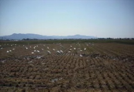 【令和7年産】新潟県産 純米コシヒカリ 30kg（5㎏×6袋） さいとう農園 白米 精米 米 こめ ごはん コシヒカリ こしひかり 1G20091