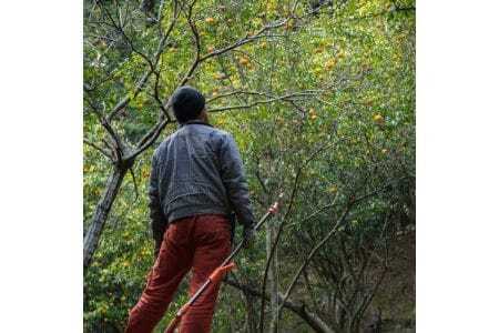 【大阪能勢産】 ゆずシロップ 3本セット