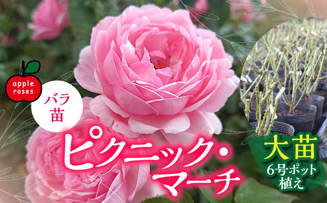 
                  【Apple Roses】バラ苗『ピクニック・マーチ』大苗6号ポット植え HNNH039
                