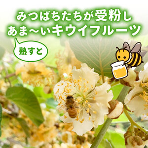 【先行予約】【12月上旬~順次発送】キウイ フルーツ 無農薬 グリーンキウイ 腸活 健康 甘い 手でむける キウイフルーツ みつばちキウイ 中玉 2kg 栽培期間中農薬・化学肥料不使用 デザート 果物