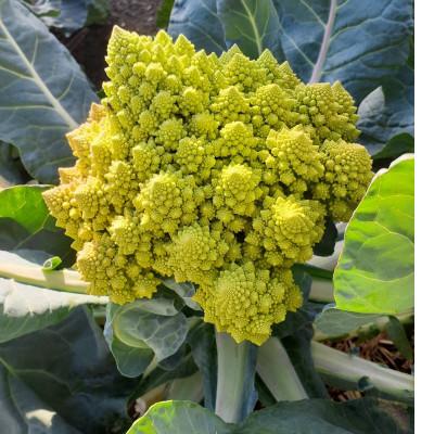 ふるさと納税 静岡市 旬のお野菜詰め合わせセット |  | 02