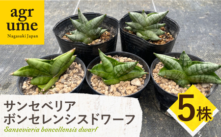 サンセベリア ボンセレンシスドワーフ 5株 sansevieria boncellensis dwarf 長与町/アグリューム[EAI236]