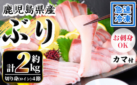 ＜先行予約＞脂ののった鹿児島県産養殖ぶり（ハマチ）の切り身！「ロイン4節・カマ2個付」合計約2kg！養殖ぶり生産日本一の鹿児島県産ぶり ブリ 鰤 刺身 ぶりしゃぶ  ハマチ 出世魚 ぶり 急速冷凍 刺身 漬け ぶりしゃぶ にもおすすめ！ 【B-394H】