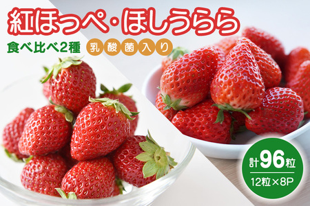 ★食べ比べ2種★　紅ほっぺ・ほしうらら　『乳酸菌入りいちごパック』　12粒×8 19-AD