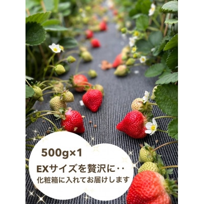 あまおう500g(化粧箱入り)×1箱【配送不可地域：離島】