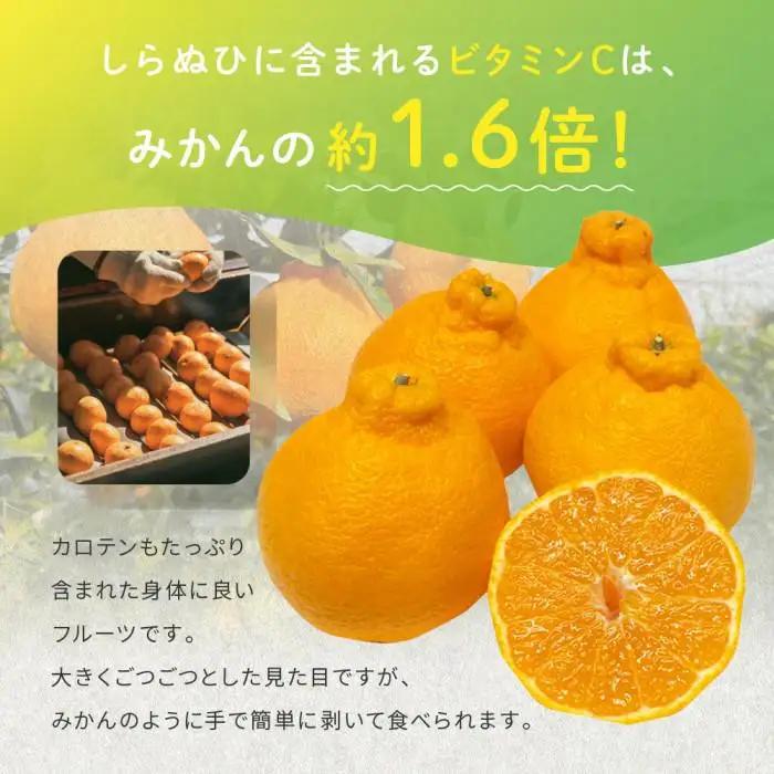 越冬完熟しらぬひ 2kg 3月上旬～｜みかん 柑橘 しらぬい 不知火 しらぬい 尾道市