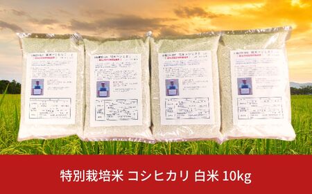 特別栽培米コシヒカリ 白米 10kg 新潟県産 令和7年産 [佐藤農産有機センター]【018S050】