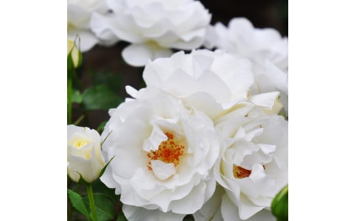 育てやすい次世代のバラ [グラシアール] 6号鉢植え品 [0184]