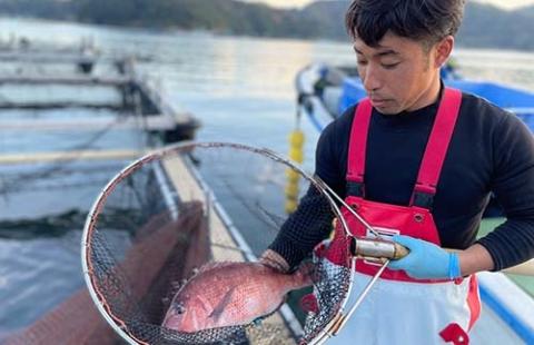 （冷蔵）驚く甘さ！ジューシーなブランド真鯛【３枚おろし・皮あり】 ／ はさま あなたに逢い鯛。 三重県 南伊勢町 伊勢志摩