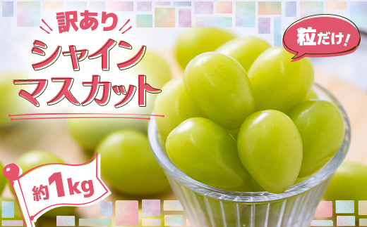 美味しさは「寒暖差」にあり 粒だけ!青森市産【訳あり】シャインマスカット(約1kg)【配送不可地域：離島】