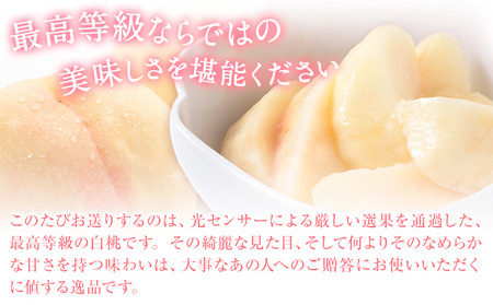 【先行予約】岡山の白桃 等級 ロイヤル 約1.5kg(5～6玉) 清水白桃 おかやま夢白桃 白鳳 白麗 なつおとめ 晴れの国 岡山農業協同組合 鴨方支店 《7月上旬-8月下旬頃出荷》岡山県 浅口市 岡