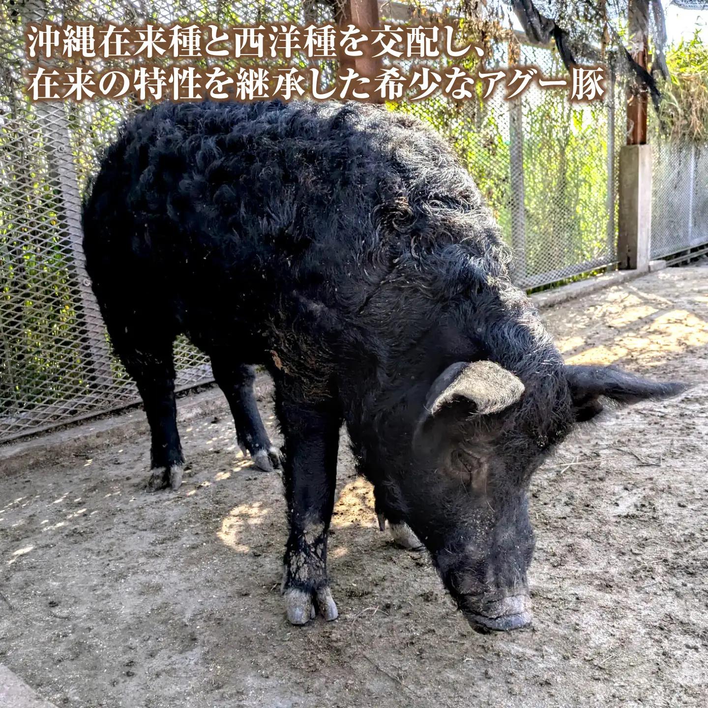 アグー豚 もも角切り 1.2kg 豚肉 小分け BCEO003