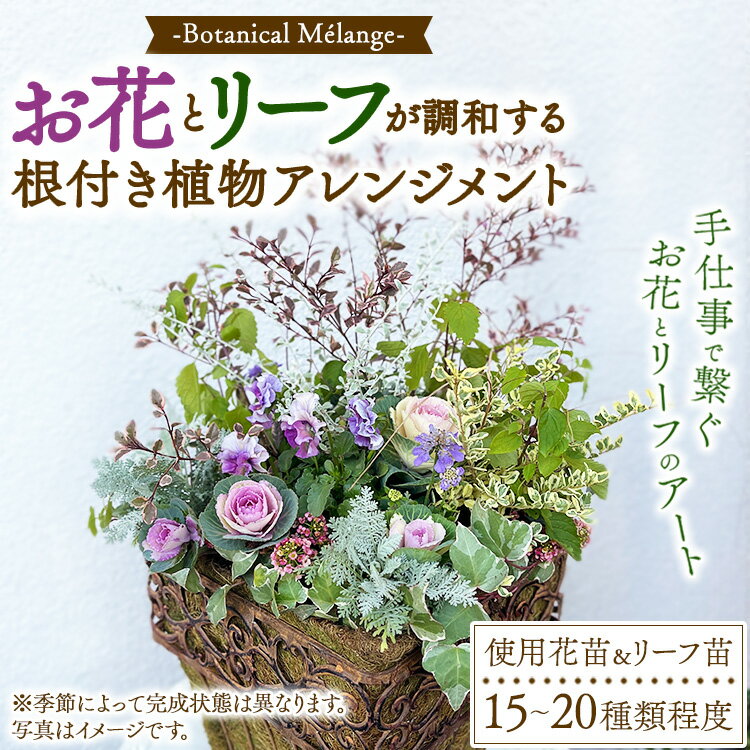【ふるさと納税】Botanical Mélange ～お花とリーフが調和する根付き植物アレンジメント～ ※2025年10月～2026年5月頃に順次発送予定 ※北海道・沖縄・離島への配送不可