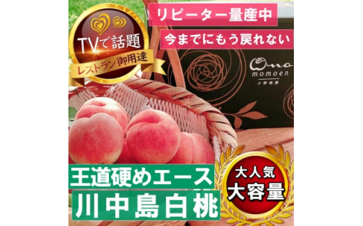 ＜王道硬めのエース川中島白桃＞桃グランプリ銅賞&4年連続TV出演話題ブランド2025年8月上旬発送【1465326】