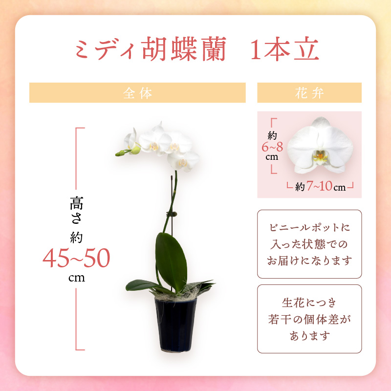 ミディ胡蝶蘭 1本立 半年間 3回定期便 ※お届け不可地域あり【008C-013】