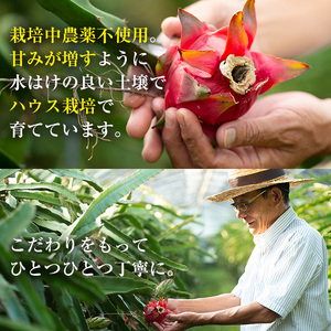 No.1145 《数量・期間限定》鹿児島県産！ドラゴンフルーツ(1.8kg・3個～6個) 国産 鹿児島 日置市 産地直送 スイーツ デザート 果実 果物 くだもの フルーツ 栽培期間中 農薬不使用 無
