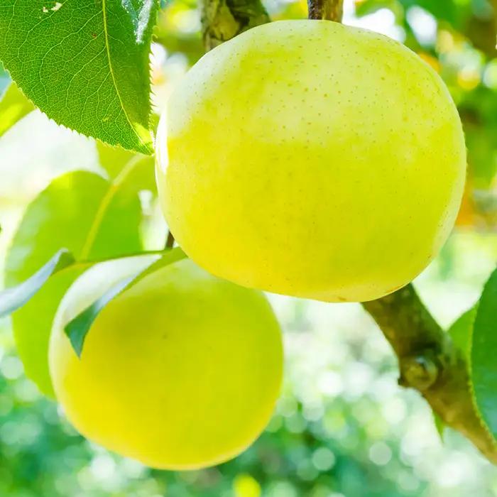 なつひめ　3kg【梨 3kg なし ナシ なつひめ 先行予約 季節限定 果物 くだもの フルーツ 旬 甘い 贈り物 ギフト お取り寄せ 産地直送 鳥取県】