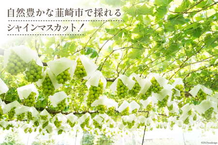 【2026年発送】ぶどう  シャインマスカット 予約 約 500g 2房  計約 1kg [Inakakara 山梨県 韮崎市 20745256]