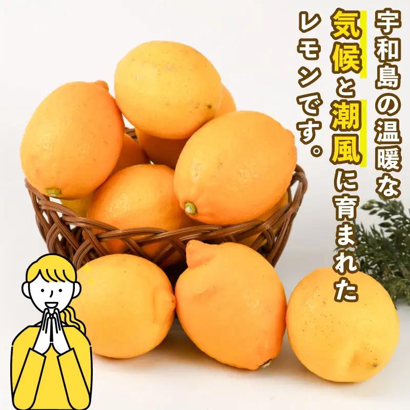 訳あり レモン 約 5kg スーパー山田屋 わけあり れもん 檸檬 レモン果汁 酸味 爽やか 果実 サワー ジュース チューハイ remon 果物 くだもの ビタミン フルーツ 柑橘 産地直送 数量限
