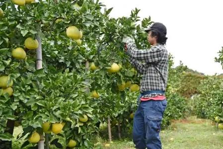 土佐文旦 10kg 人気の文旦 文旦